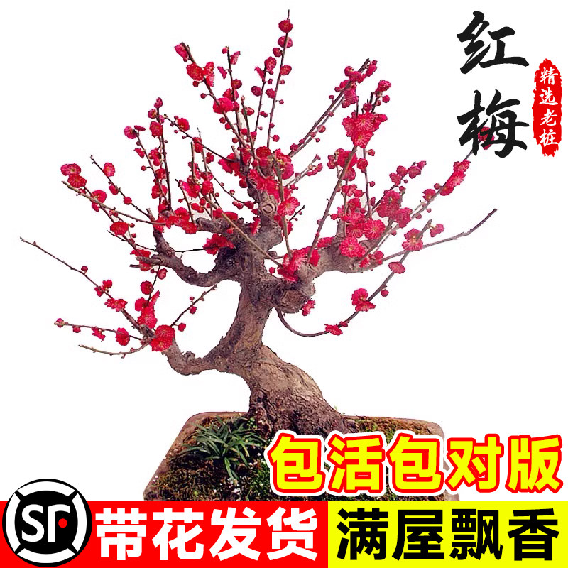 红梅老桩盆栽耐寒好养室内外图片