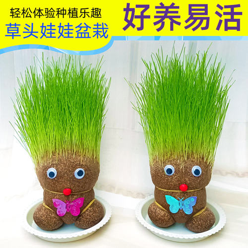 草头娃娃水培盆栽儿童种植