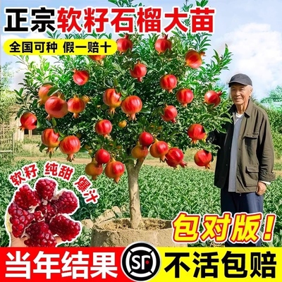 【假一罚十】石榴树苗当年开花