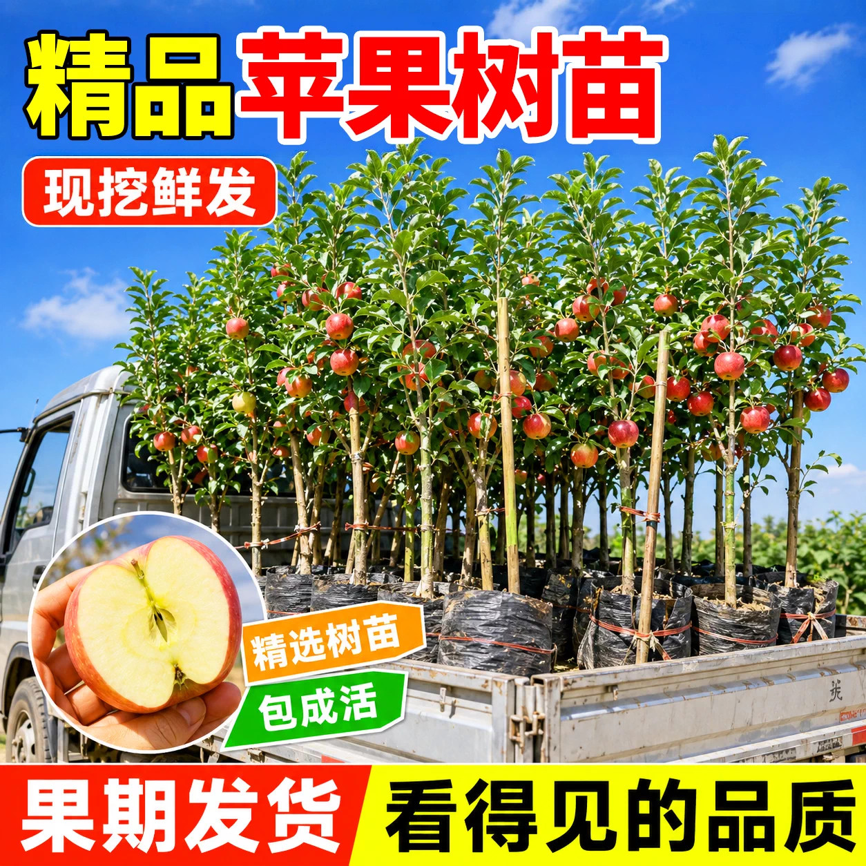 红富士苹果树苗嫁接矮化当年结果图片