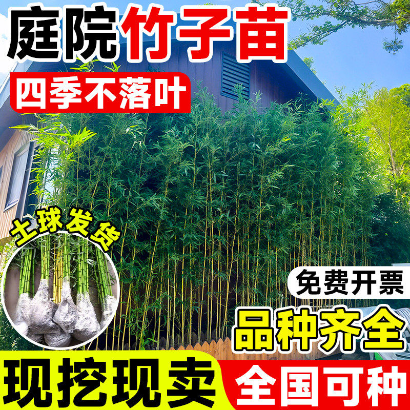 竹子苗庭院四季耐寒植物观赏大型竹子盆栽紫竹苗黄金竹罗汉竹绿植
