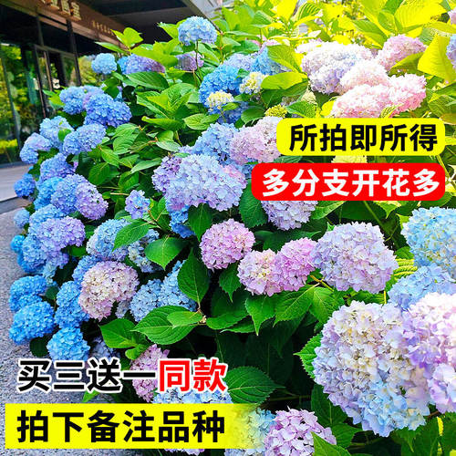 无尽夏绣球花苗盆栽大花耐寒