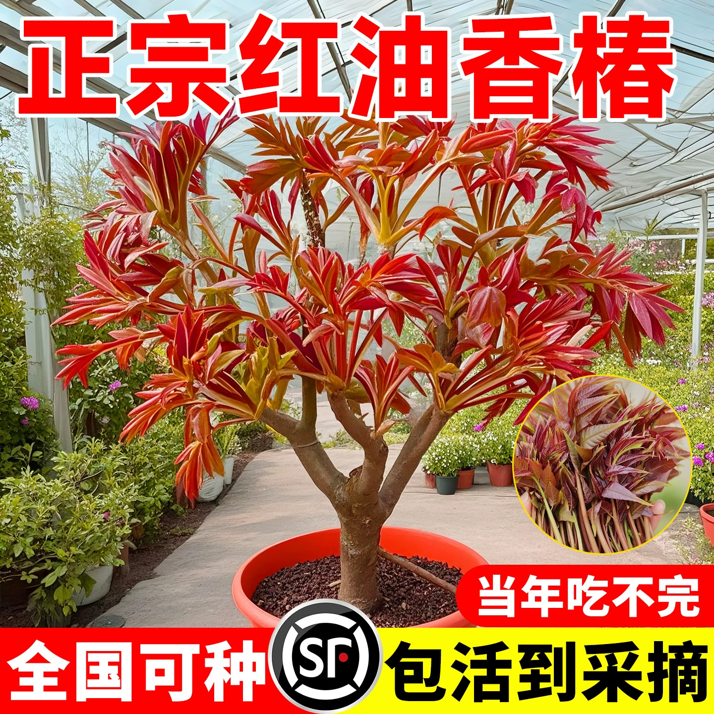 红油香椿树苗矮化食用南方盆栽图片