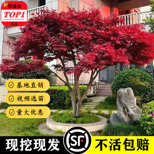 日本红枫树苗盆栽庭院风景树叶四季红舞姬室内外盆景绿化植物花卉