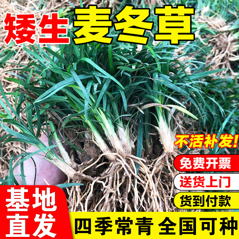日本矮麦冬草苗耐寒带土庭院绿化图片