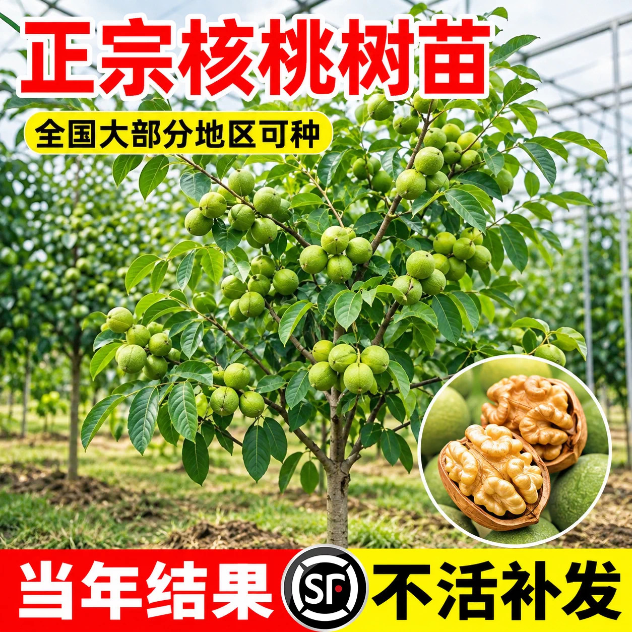 核桃树苗嫁接当年结果特大纸皮图片