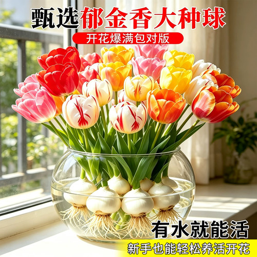 郁金香重瓣种球水培四季开花