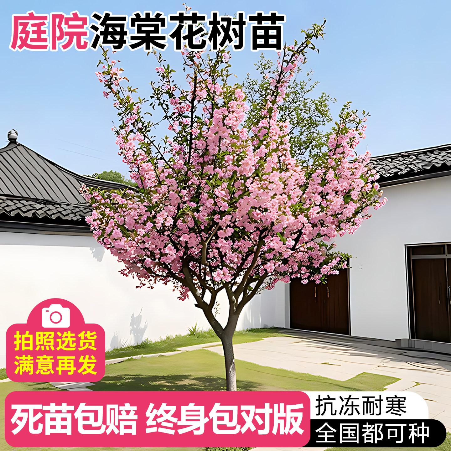 西府垂丝海棠高杆大苗四季开图片
