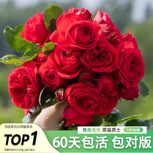 太伦红苹果月季大花浓香型好养