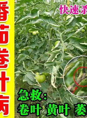 番茄病菌清卷叶病西红柿病毒病专用药肥料白粉黑杆黄叶落果病全治
