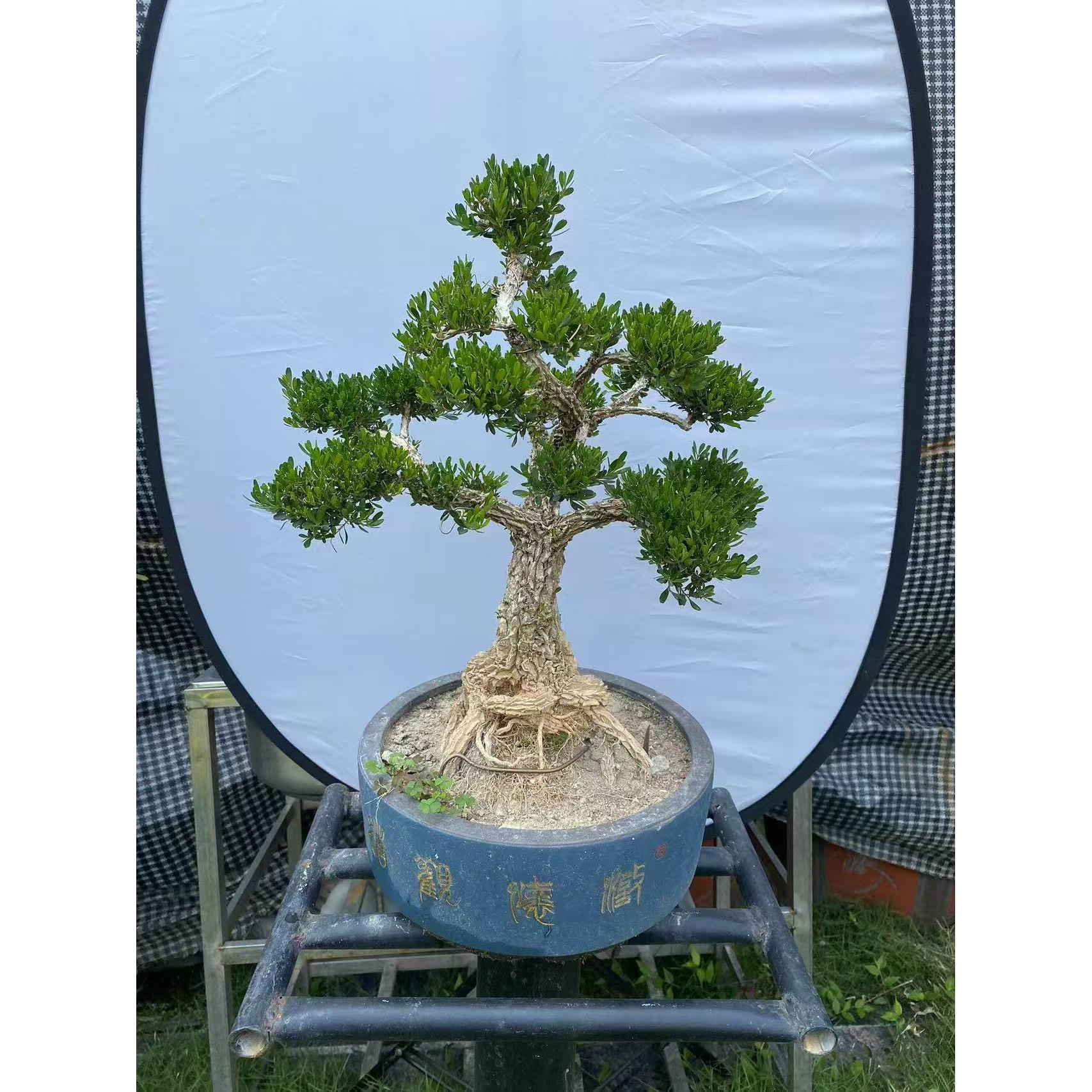 精品皱皮老桩黄杨盆景造型独特小叶雀舌原生云层造型易养活室内外