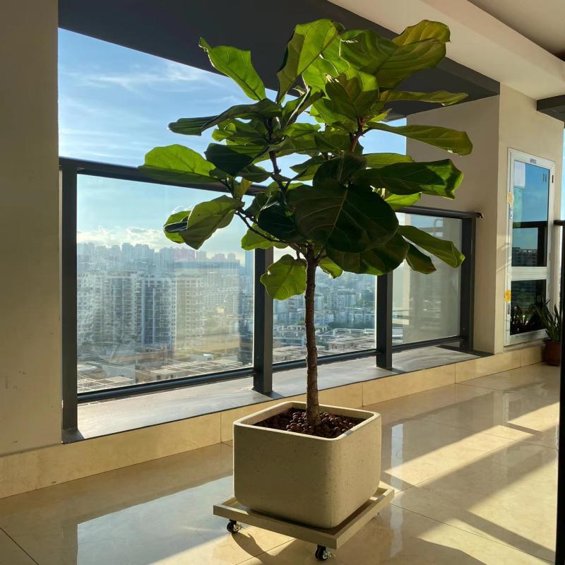 大型绿植网红琴叶榕盆栽北欧室内客厅办公室乔迁新居除甲醛好养活
