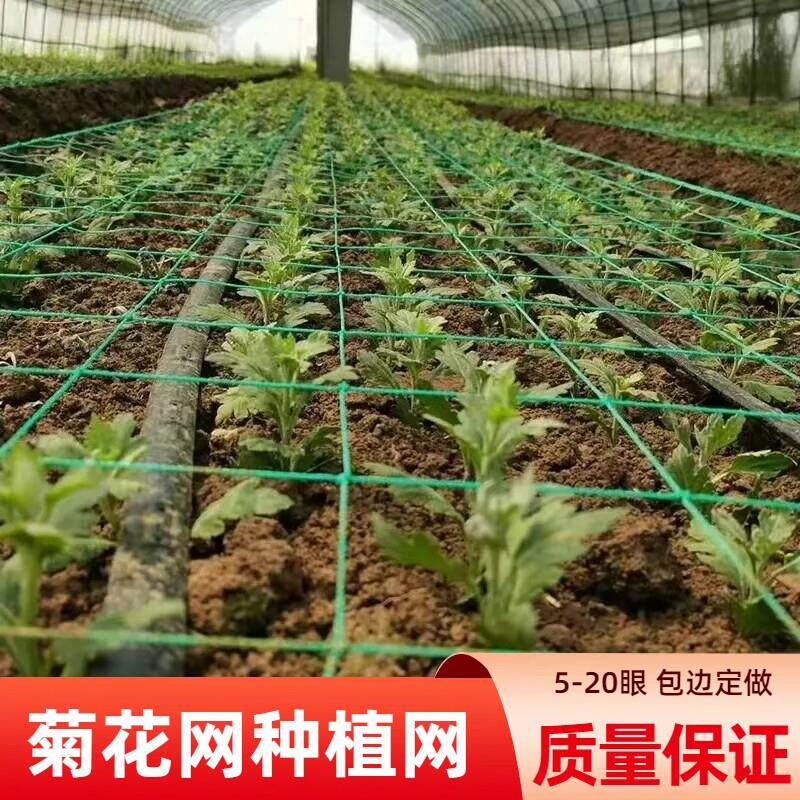 种植方格网定植大葱菊花韭菜蒜黄芹菜石斛康乃馨防倒网植物爬藤网