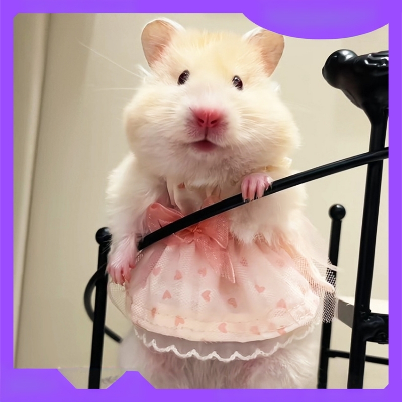 仓鼠衣服四季通用服装裙子小宠物