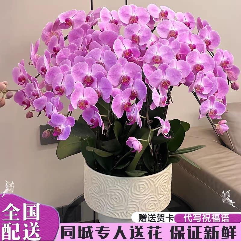 蝴蝶兰盆栽带花特大号真鲜花同城配送精品年宵花开业乔迁上海北京