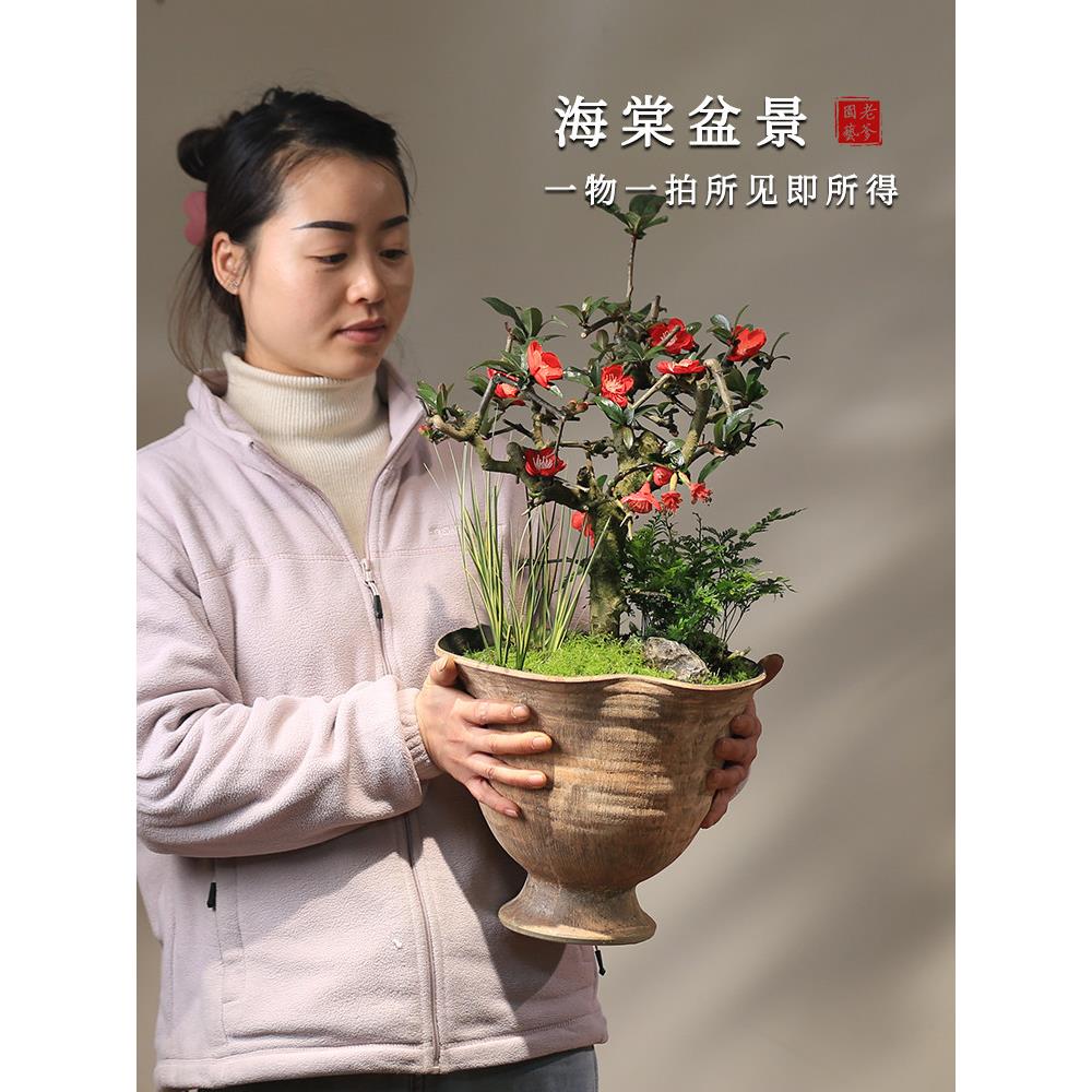 川派海棠花盆景一物一拍带盆室内盆栽阳台木本花卉开花贴梗海棠