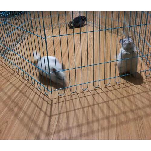 龙猫围栏室内栅栏隔离门户外狗笼子小型宠物放风活动貂围栏荷兰猪