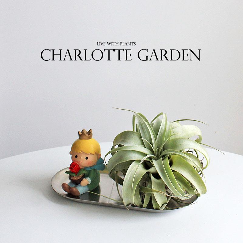 夏洛特花园 霸王卷叶 无土栽培 空气凤梨 室内好养绿植 创意礼物