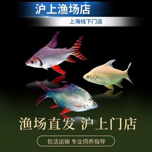 热带鱼观赏鱼淡水泰国鲫双线侧飞凤鱼龙凤呈祥龙鱼配鱼元宝鲫