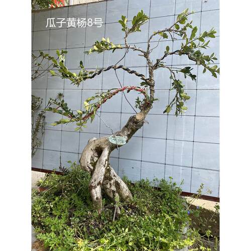 小叶黄杨熟桩瓜子黄杨树苗瓜子黄杨盆景独杆高杆黄杨苗盆栽高档盆