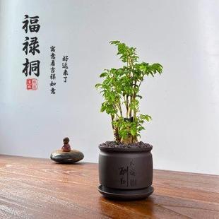 书房茶几盆景绿植 羽叶福禄桐金钱兜盆栽办公室内桌面老桩禅意中式