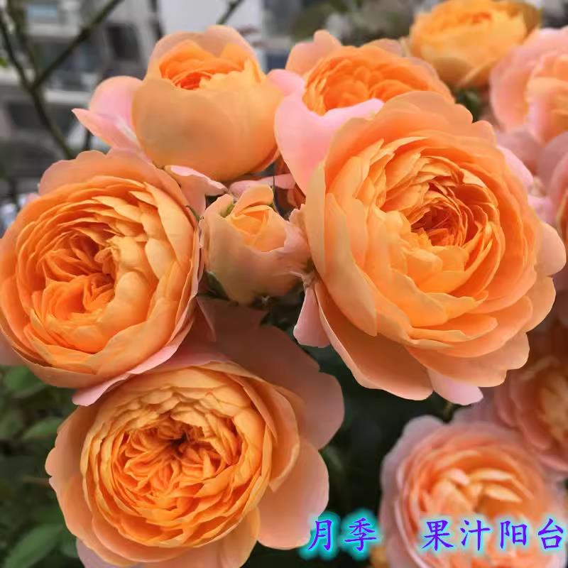 浓香果汁阳台月季花苗盆栽庭院阳台玫瑰大花四季开花植物好养包邮