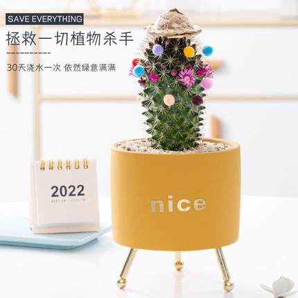 仙人球组合套餐开花仙人掌植物盆栽小礼物宿舍花卉桌面绿植多肉花