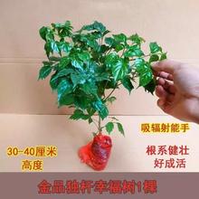 幸福树盆栽大叶绿宝客厅好养花卉绿植室内办公室大型四季常绿平安