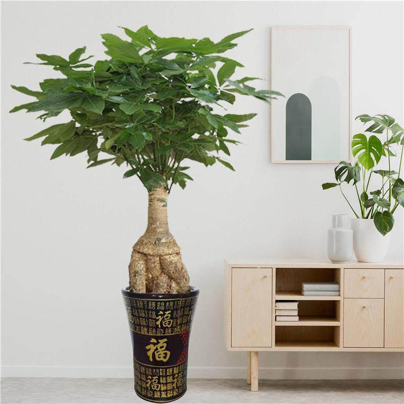 提根发财树怪头发财树盆栽开 业乔迁招财旺宅送礼室内大型绿植盆