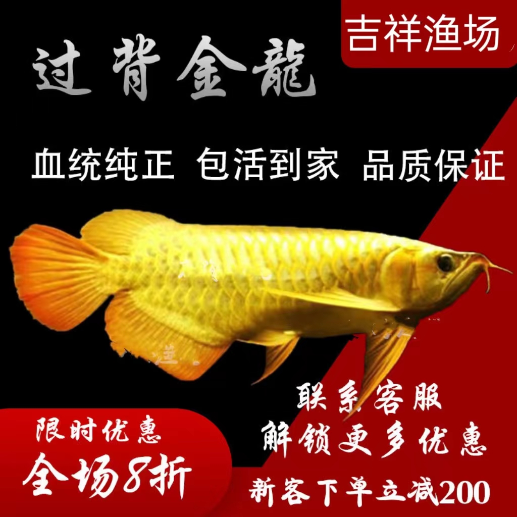 金龙鱼活鱼热带观赏鱼红龙鱼蓝底过背金龙幼苗高背金龙练手银龙鱼