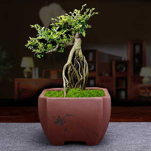 宜兴紫砂花盆个性 简约家用陶瓷四方多肉菖蒲老桩兰草桌面盆景 包邮