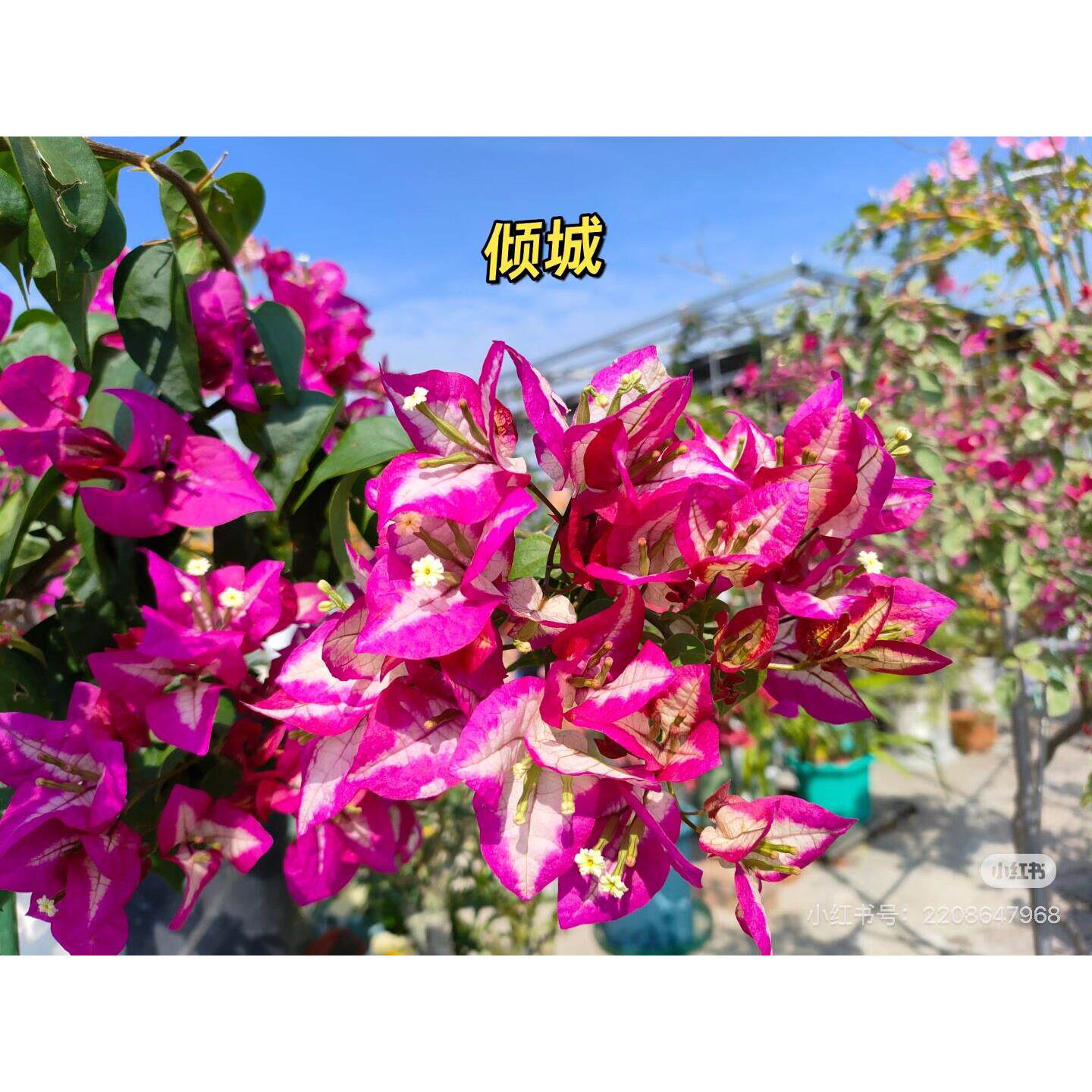 倾城三角梅、一物一拍原盆原土带花包邮,