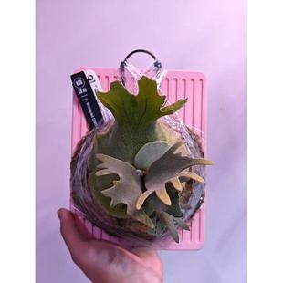 3D打印鹿角蕨类植物种植板植物可定制挂板植物生长植板壁挂玉女菌