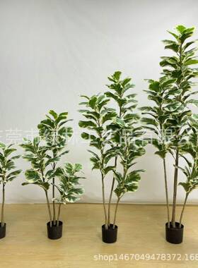 LL-08白边琴叶榕真盆栽人景造橡真皮树布叶葫芦树盆仿树绿仿植琴