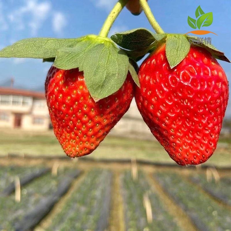 四季草莓苗盆栽带土奶油草莓秧苗食用南北方庭院阳台种植当年结果