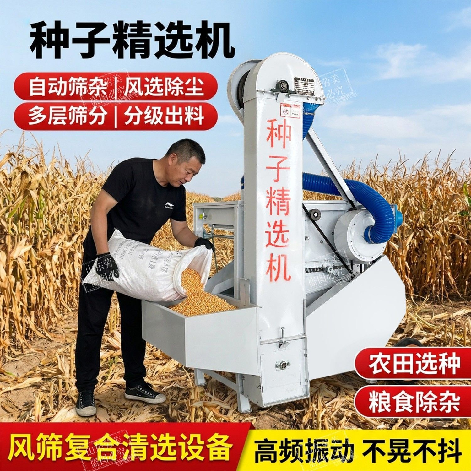 新型多用小麦精选种子粮