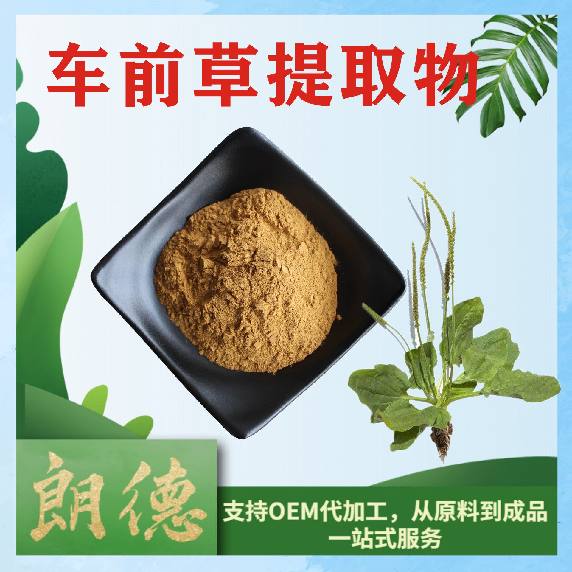 20:1车前草提取物车茶草萃取粉车轮草蛤蟆叶提取当天发货1kg