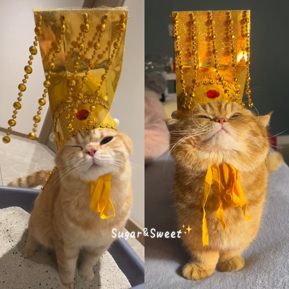 猫咪皇帝帽宫廷头饰创意搞怪狗狗头套宠物秦始皇头冠cos拍照出片