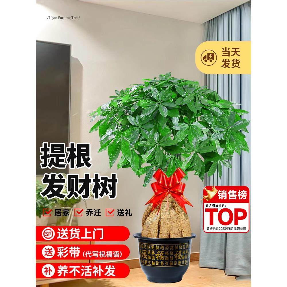 提根发财树开业大盆栽客厅办公室室内落地大型真绿植新居乔迁送礼