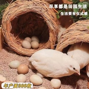 宠物鸡可孵化受精种蛋迷你网红芦丁鸡纯白礼服瓦灰受精卵卢丁鸡蛋