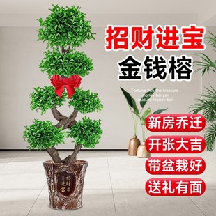 造型金钱榕树发财树摇钱树客厅室内办公室大型绿植物盆栽开业送礼