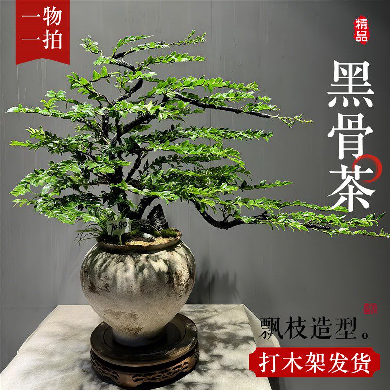 造型黑骨茶小叶紫檀盆景老桩茶室办公室内盆栽禅意四季常青绿植物