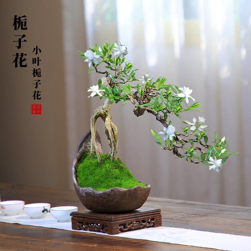 栀子花盆栽老桩盆景室内花卉植物四季悬崖造型树苗开花香味绿植