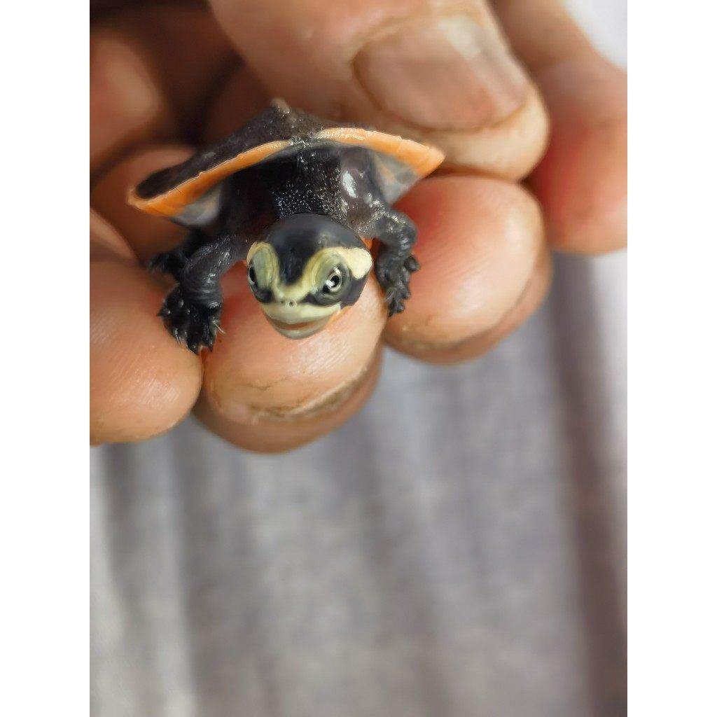 圆澳侧颈龟宠物乌龟深水宠物龟活体包活,宠物/宠物食品及用品,龟/鳖,淘宝优惠券,粉丝福利购,淘宝优惠卷