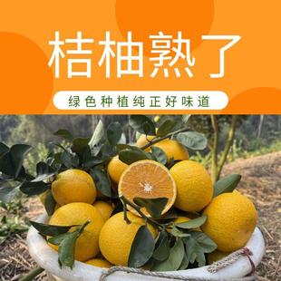 【正宗会昌桔柚】赣南会昌甜心桔柚新鲜现摘甜心柚水果橘柚