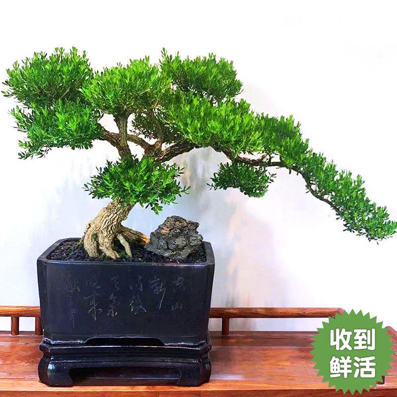精品黄杨盆景老桩矮霸龙鳞小叶皱皮米叶名贵独杆造型树苗一物一拍