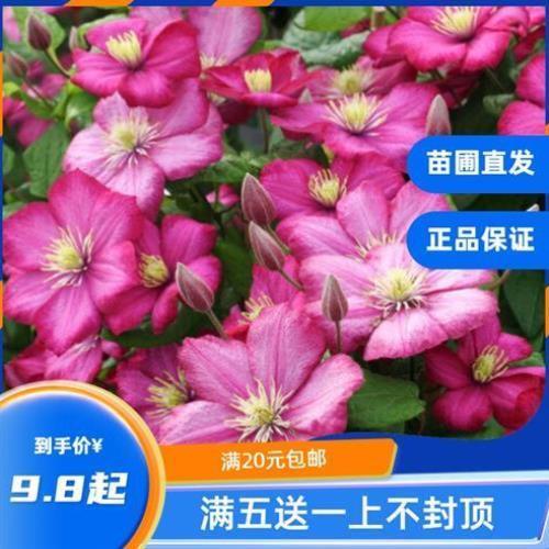 龙龙月季园艺 里昂村庄 铁线莲阳台盆栽绿植庭院爬藤攀援花卉