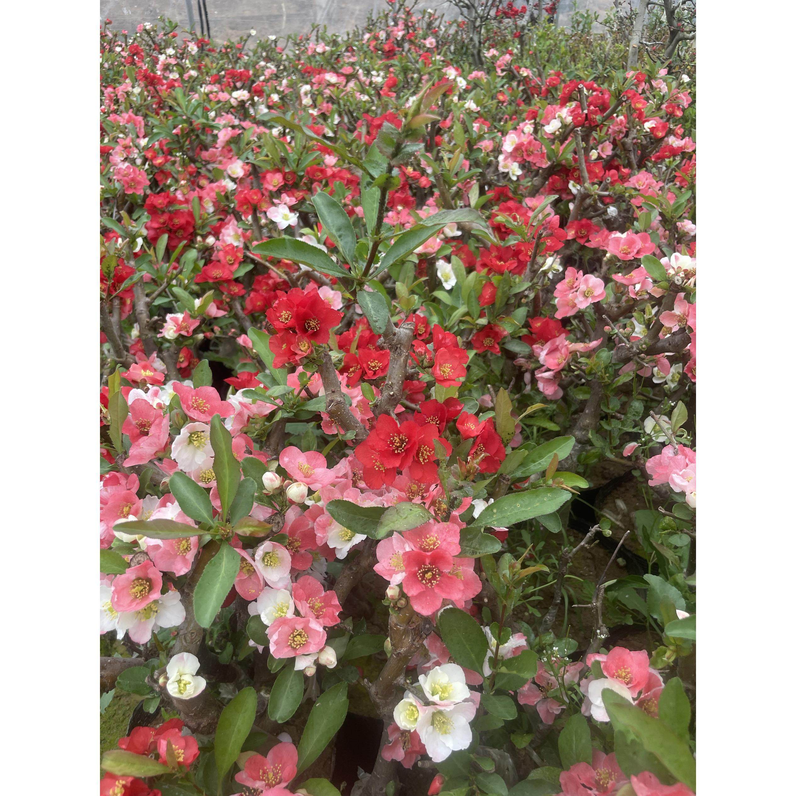 花盆栽树苗覆色盆景室内外阳台庭院一物一拍,鲜花速递/花卉仿真/绿植园艺,时令草本花卉,淘宝优惠券,粉丝福利购,淘宝优惠卷