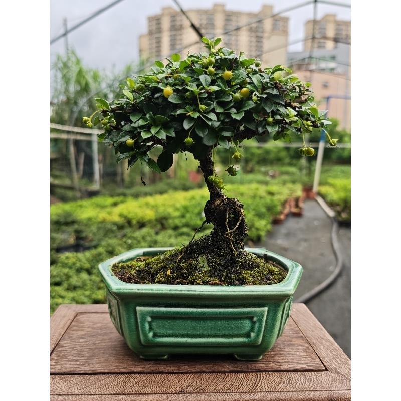 掌上绿植盆栽桌面老树桩阳台观叶开花挂果提根净化空气福建茶盆景