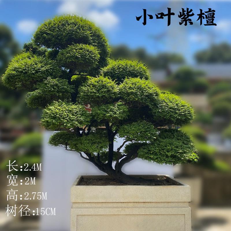 小叶紫檀盆景名贵老桩盆栽造型正宗紫檀真树办公室庭院阳台耐活